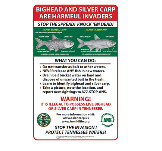 Tennessee Wildlife Resources Agency Poster concerning Bighead and Silver Carp.